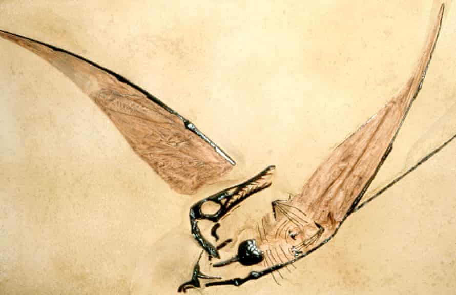 Fóssil de pterossauros jurássicos.