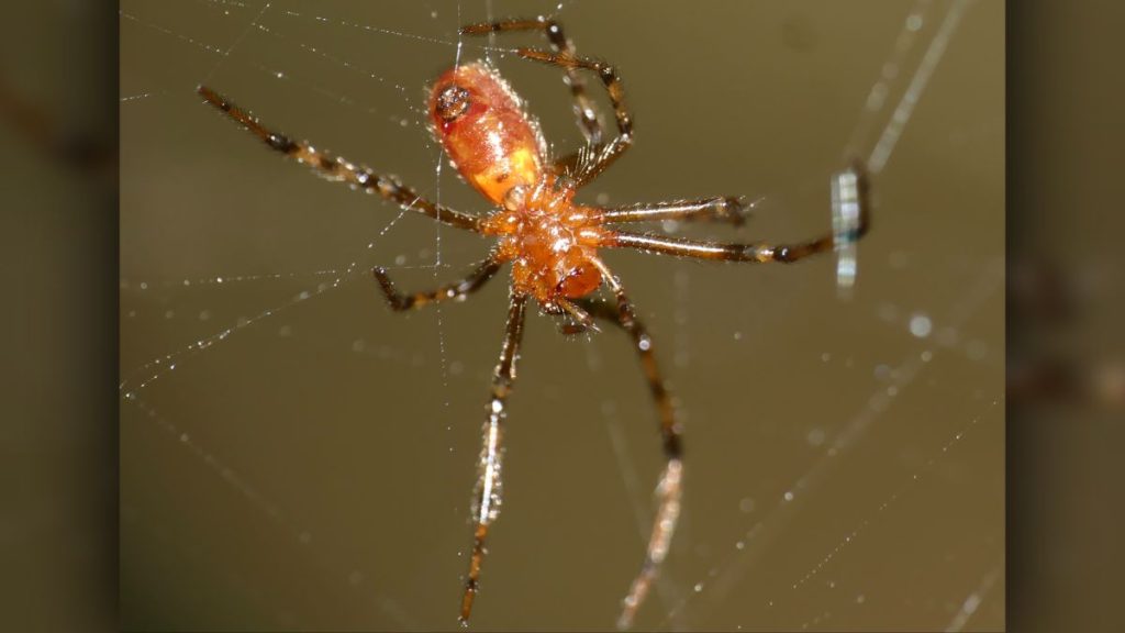 Aranhas caçam centenas de presas