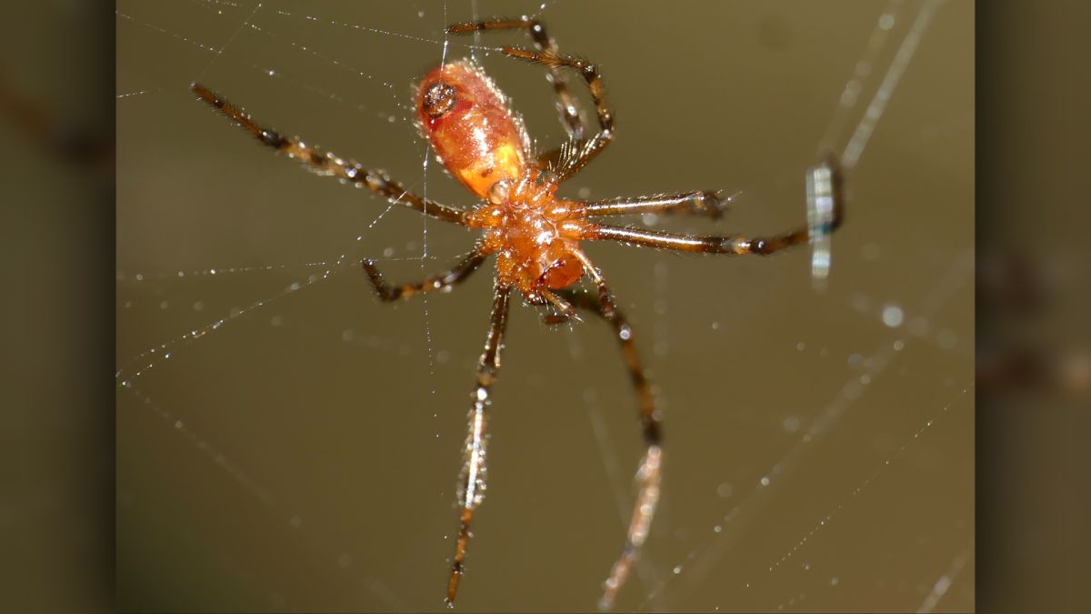 Aranhas caçam centenas de presas

