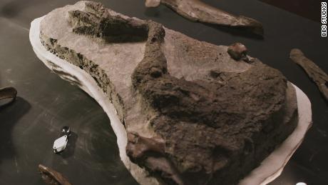 O fóssil da perna de Thescelosaurus depois que foi escavado.