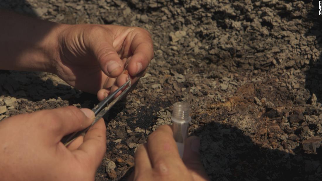 Parte do asteroide que matou os dinossauros pode ter sido encontrada em âmbar

