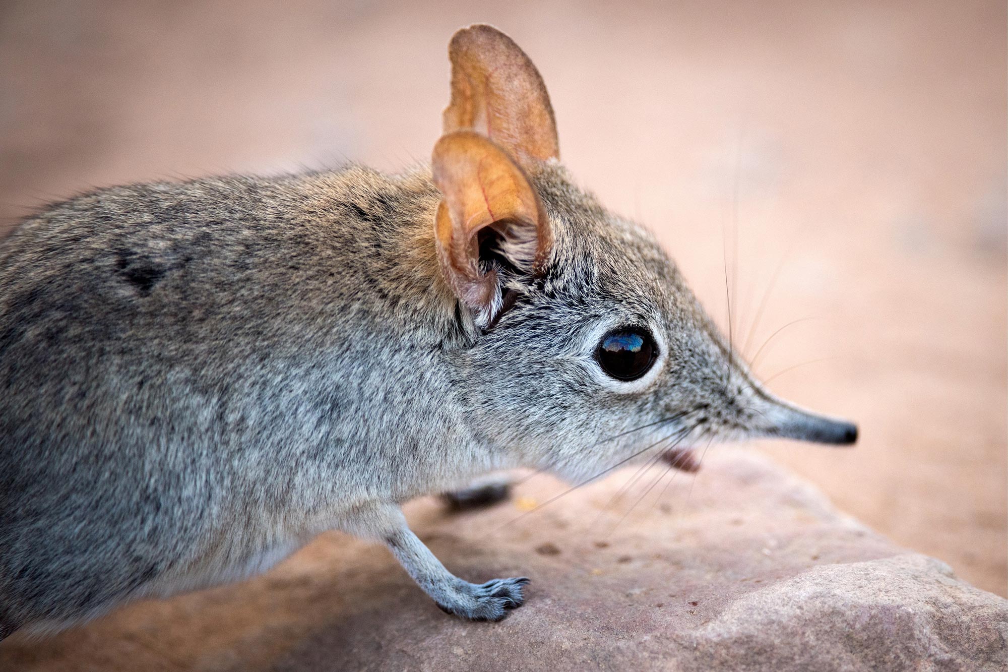 Elephant Shrew