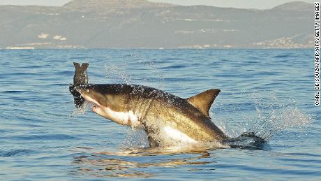 O grande tubarão branco realmente desapareceu das águas da Cidade do Cabo?