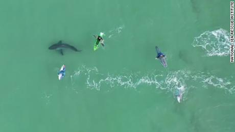 Vídeos de drones de surfistas mostram  Encontro muito próximo com o grande tubarão branco  
