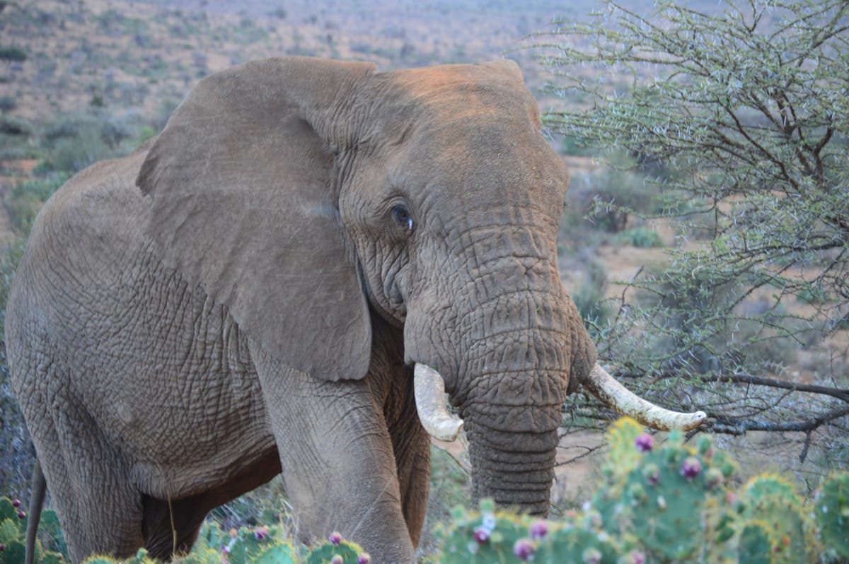 Um elefante mata uma mulher idosa e depois volta para pisotear seu corpo em um funeral na Índia

