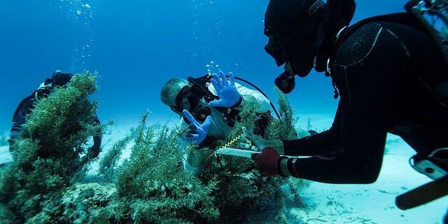 Mergulhadores exploram um local de naufrágio nas Bahamas.