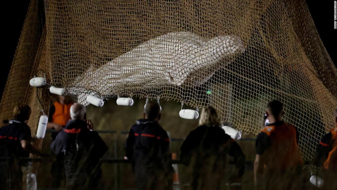 Uma baleia beluga resgatada do rio Sena foi sacrificada enquanto estava em trânsito, segundo autoridades francesas

