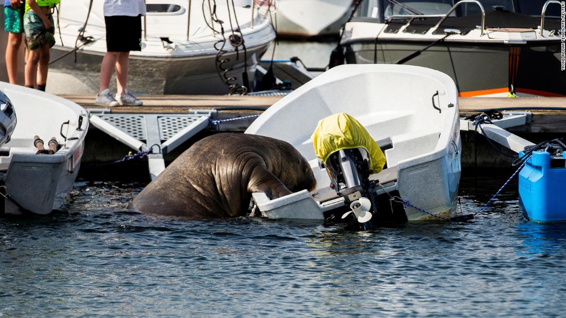 Freya, o barco morsa afundado de 1.300 libras na Noruega, sacrificado

