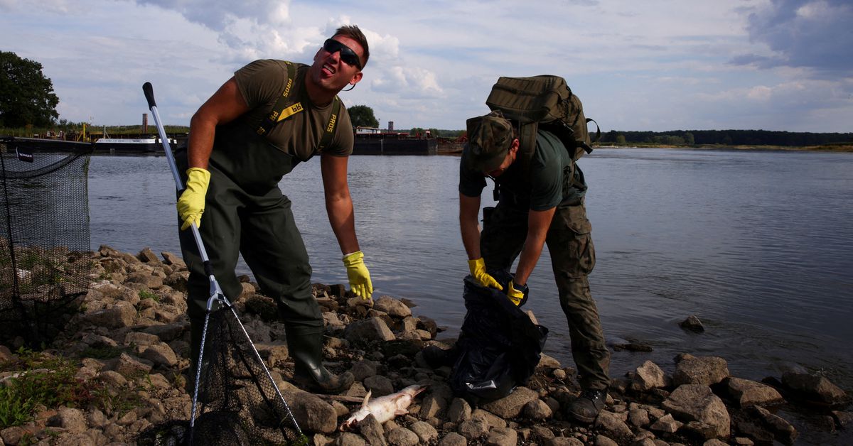 Alemanha e Polônia buscam a causa das mortes em massa de peixes no rio Oder

