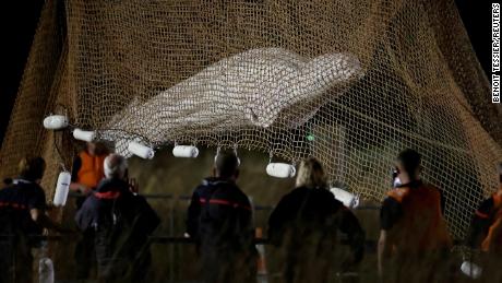 Uma baleia beluga resgatada do rio Sena foi sacrificada enquanto estava em trânsito, segundo autoridades francesas
