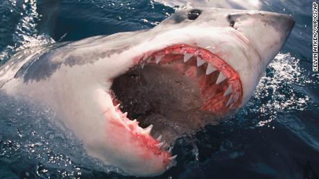 Como sobreviver a um ataque de tubarão - ou melhor ainda, evitar completamente o ataque