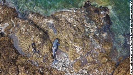 Uma orca encalhada foi libertada da costa rochosa do Alasca depois de ficar presa por horas