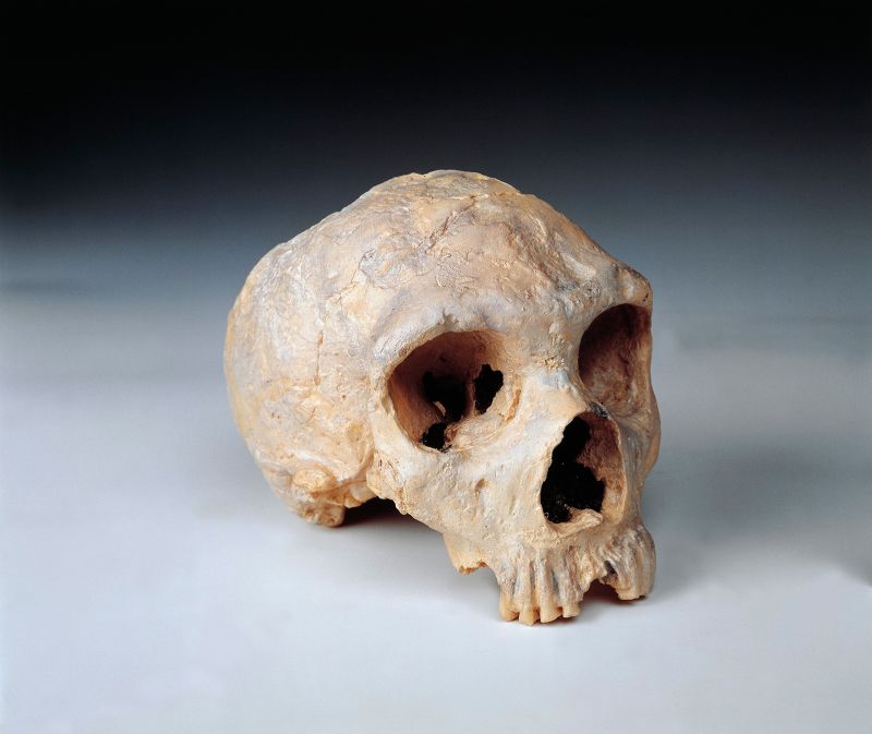 Diferenças reveladas em cérebros humanos e neandertais