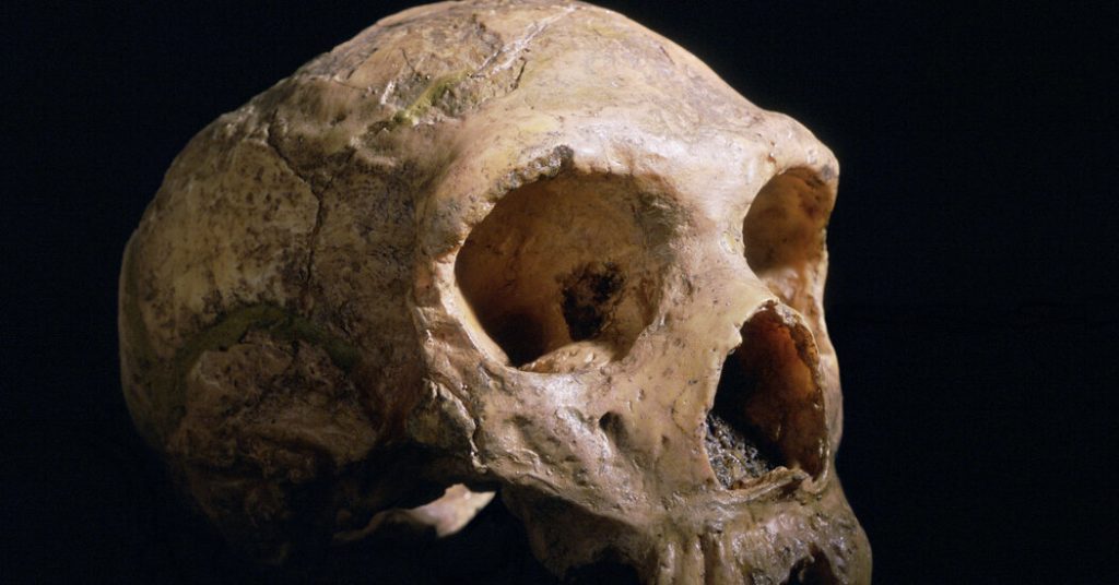 O que torna seu cérebro diferente de um neandertal?