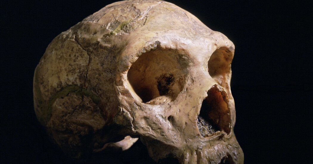 O que torna seu cérebro diferente de um neandertal?

