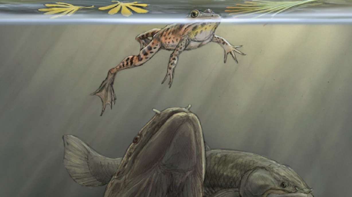 An artist rendering of a bowfin fish attempting to sneak up on a frog floating at the surface of a pond while another bowfin regurgitates part of a recent meal of frogs and a salamander. The bowfin fish is the suspected predator of a 150 million-year-old vomit fossil discovered in southeast Utah. 