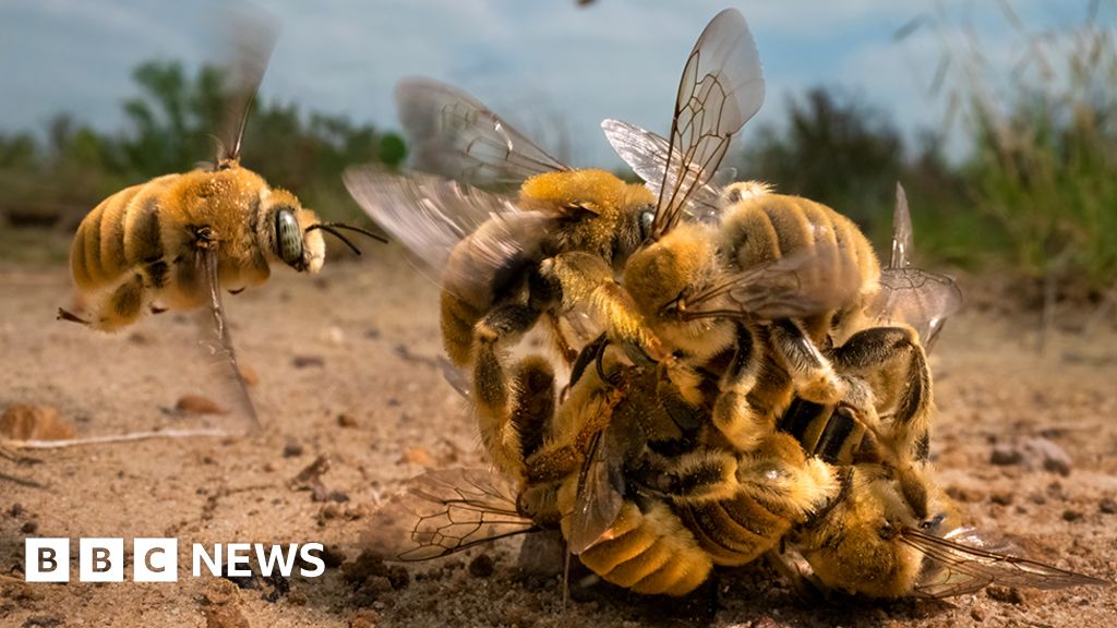 Fotógrafo da Vida Selvagem do Ano: Red Bee Ball ganha o primeiro prêmio