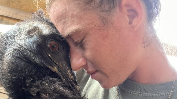 A estrela do TikTok Emmanuel, o Emu, adoeceu com a gripe mortal