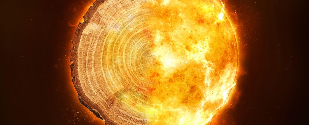 Anéis de árvores narram uma misteriosa tempestade cósmica que ocorre a cada mil anos: ScienceAlert