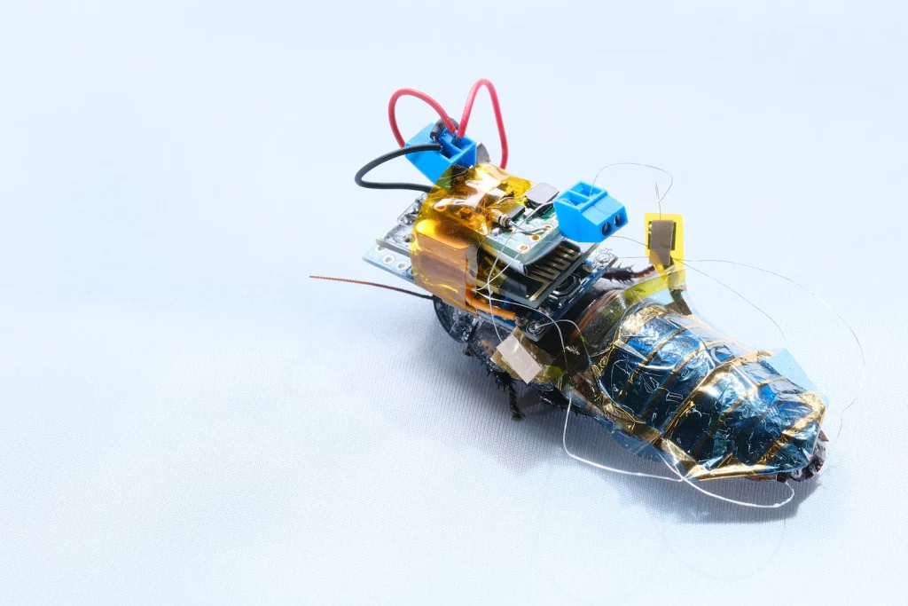 Engenheiros de robótica fazem baratas ciborgues, moscas-robô e muito mais