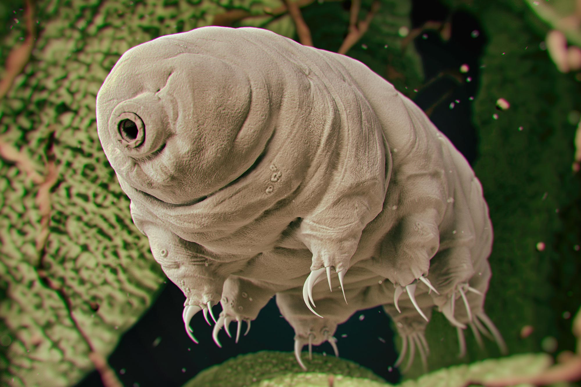 Tardigrade Water Bear