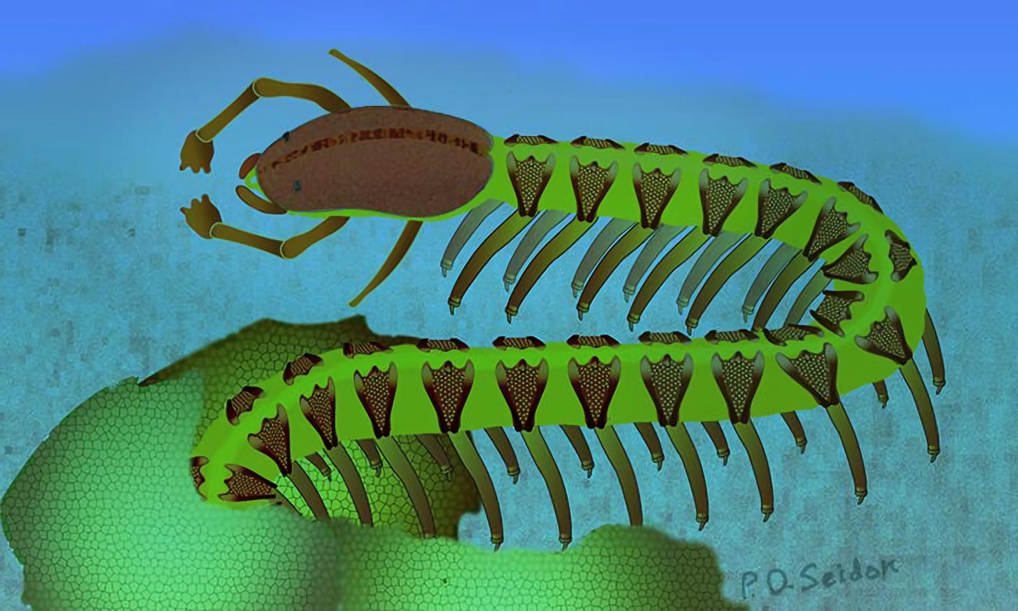 Armored Lobopodian Cardiodictyon catenulum Reconstruction