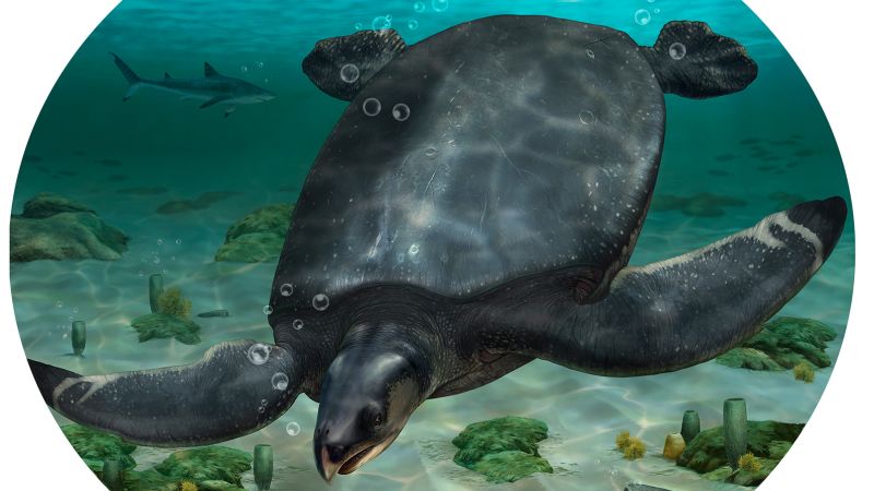 Uma tartaruga marinha pré-histórica gigante foi descoberta recentemente na Europa