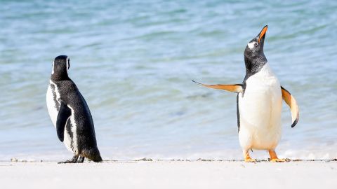 Jennifer Hadley capturou esta foto de um pinguim de Magalhães (à esquerda) e um pinguim de Gentoo nas Ilhas Malvinas.
