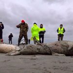 2.500 focas mortas são encontradas na costa russa do Mar Cáspio